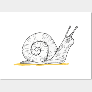 White Snail Posters and Art